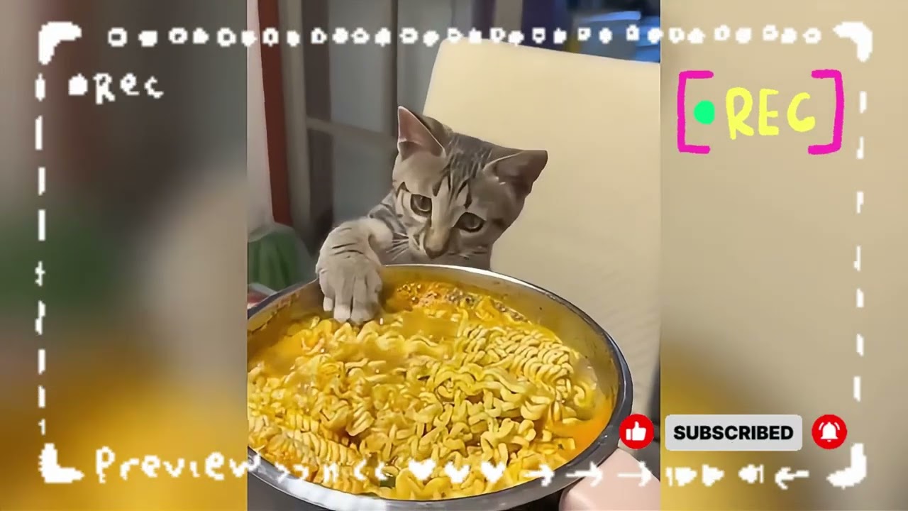 Try Not To Laugh 😂 Funny Cats 2026 | Funniest Cat Moments Ever