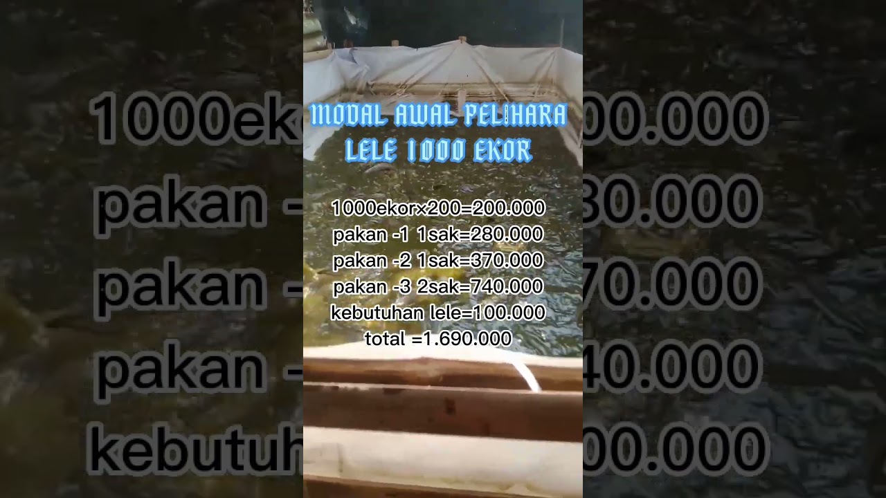 BERAPA SI MODAL AWAL PER 1000 EKOR LELE,SAMPAI PANEN?