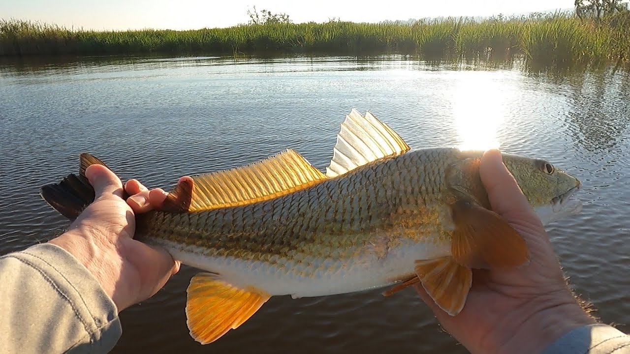 Catching Redfish in Vermilion Bay - Redfish with a Popping Cork