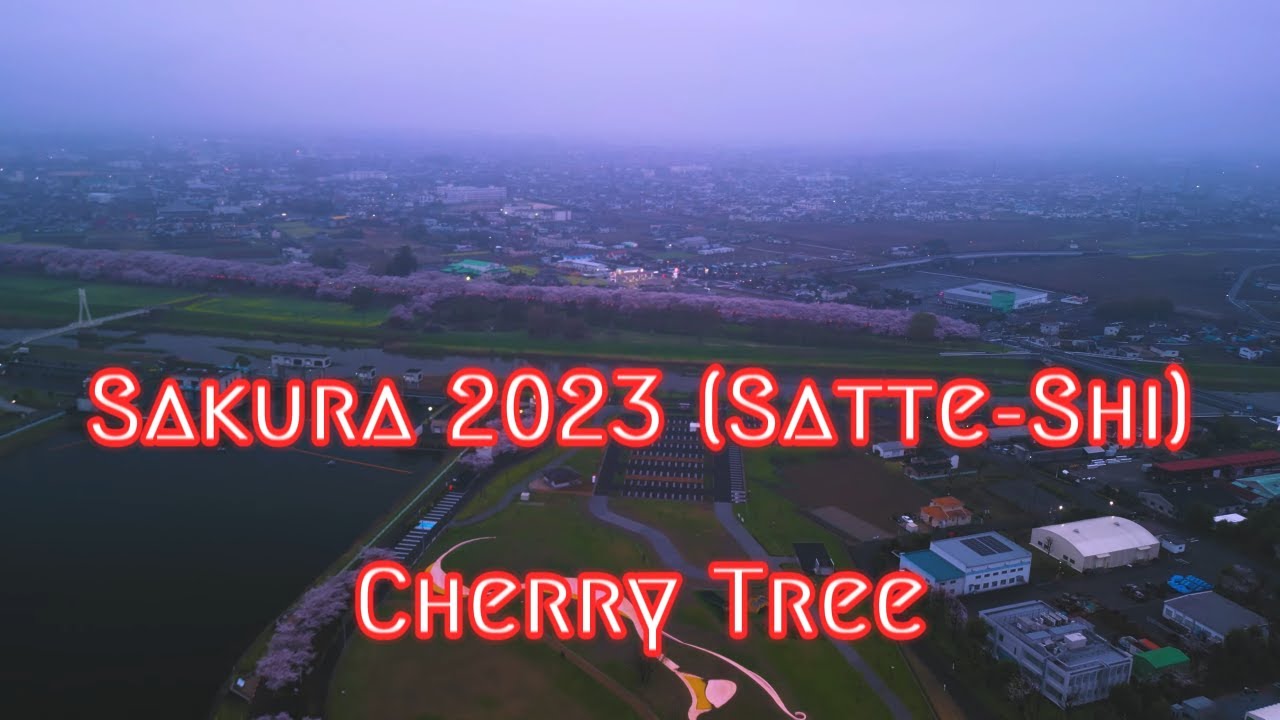 Sakura 2023 (Satte-Shi) 埼玉県幸手市