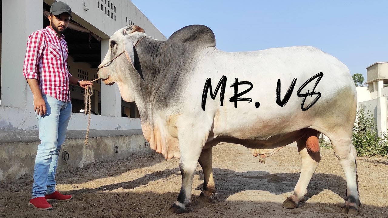 MR. V8 | FAZAL CATTLE FARM | QURBANI COLLECTION 2021 | | SS TV |