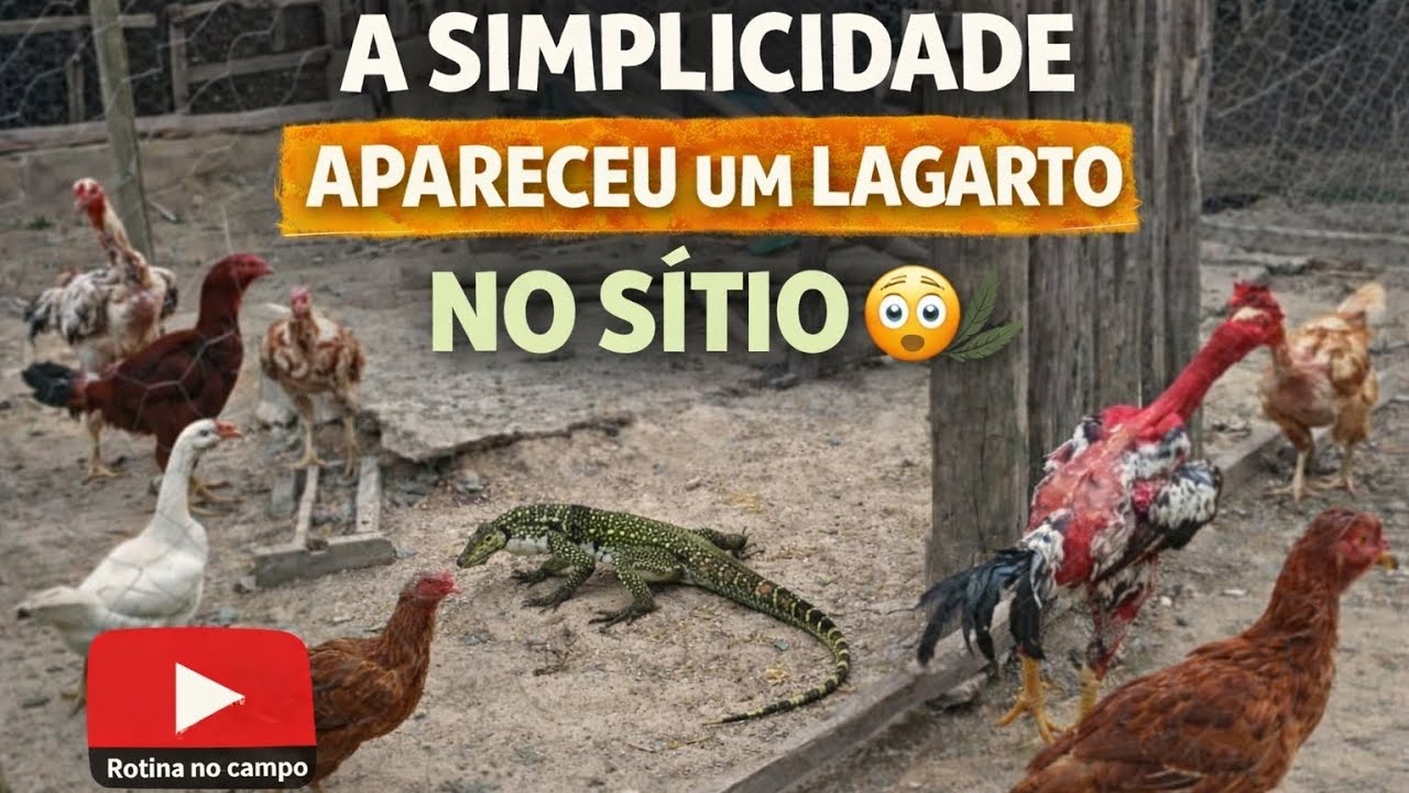Visita inesperada: um lagarto no galinheiro 🐔🦎 