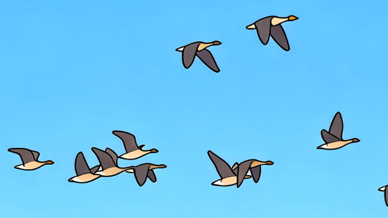 Thousands of Gray geese return / Spectacular scene