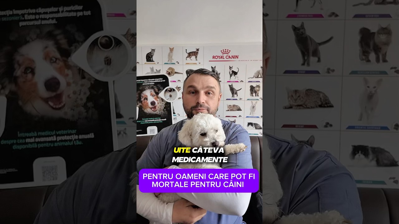 👉 Medicamente bune pentru oameni, dar mortale pentru c&acirc;ini | Ghid veterinar 🐶💊