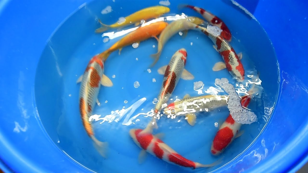 Modern Koi Blog #1718 - Die 80 Jumbo Tosai der Koi Lounge Zürich