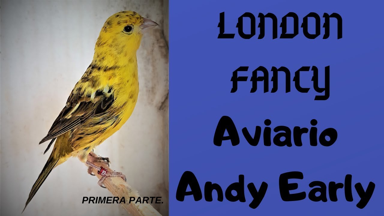 LONDON FANCY,  AVIARIO ANDY EARLY 1ª PARTE