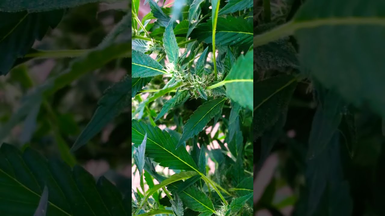 Runtz plant update. Flowering stage.