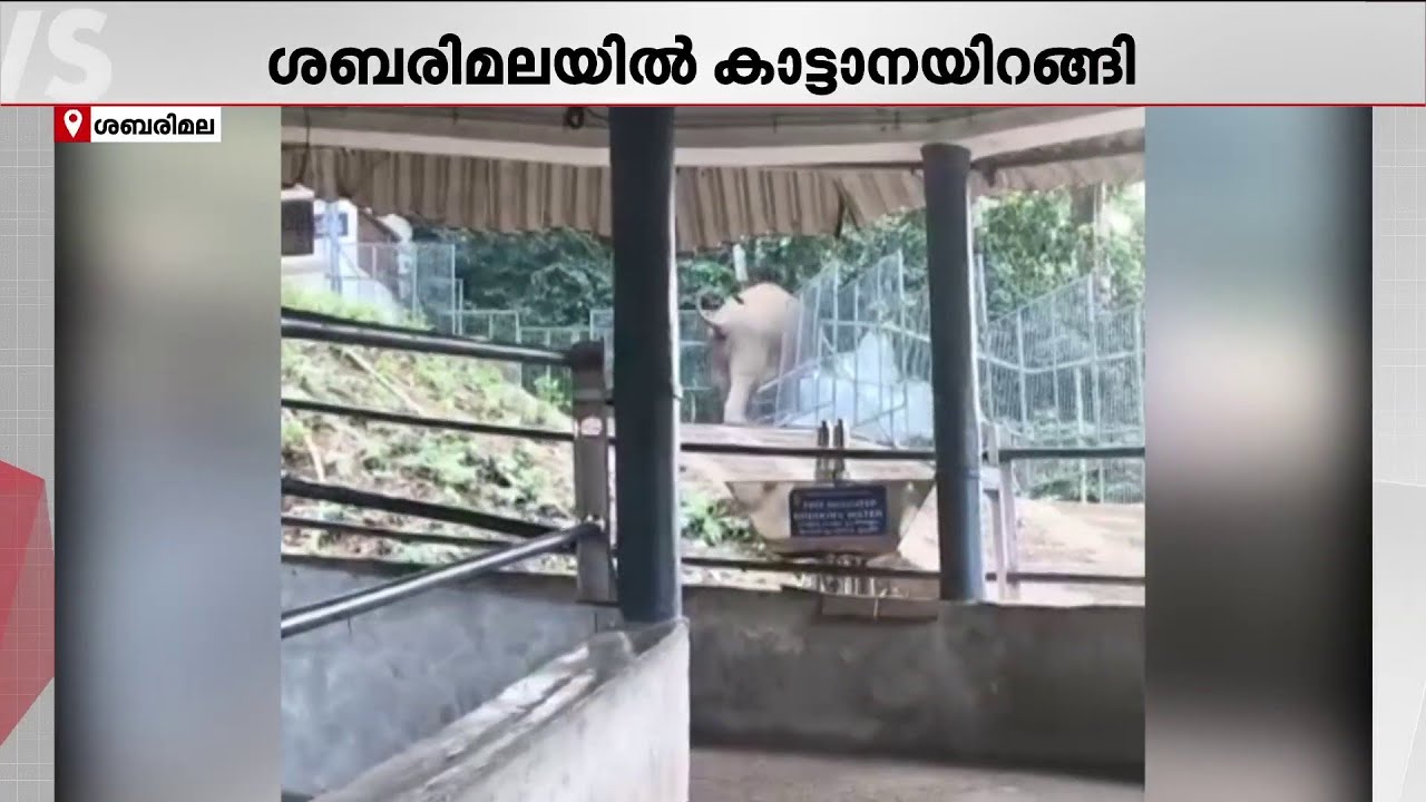 ശബരിമലയിൽ കാട്ടാനയിറങ്ങി; മരക്കൂട്ടത്ത് യുടേൺ ഭാഗത്തെ സംരക്ഷണ വേലി തകർത്തു | Sabarimala | Elephants