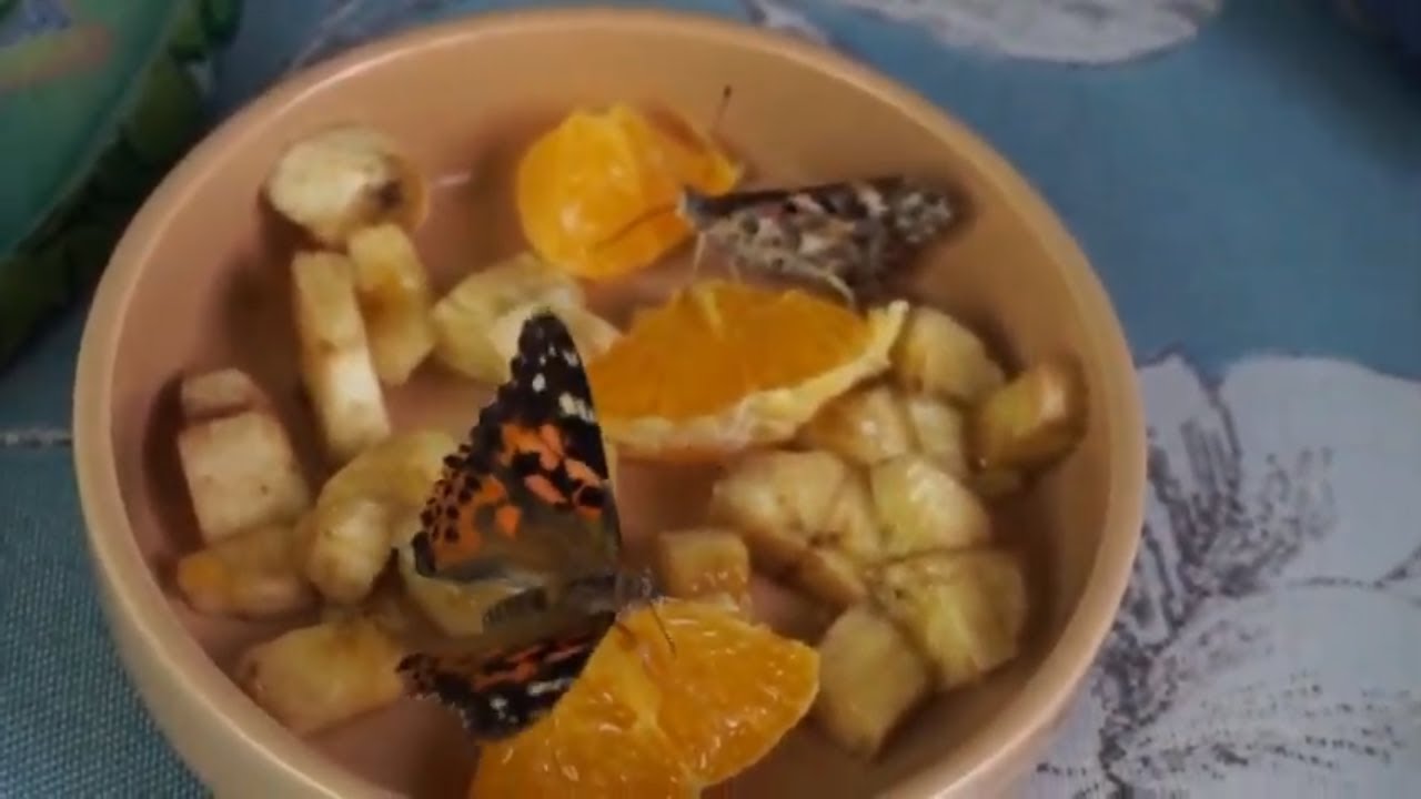 БАБОЧКА Кушает Апельсин Growing own Butterflies Butterfly Eating Orange