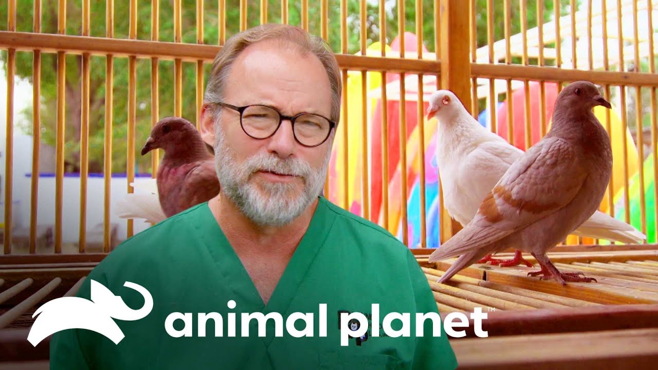 Doctor Baier deberá sanar exóticas aves | Dr. Jeff, Veterinario | Animal Planet