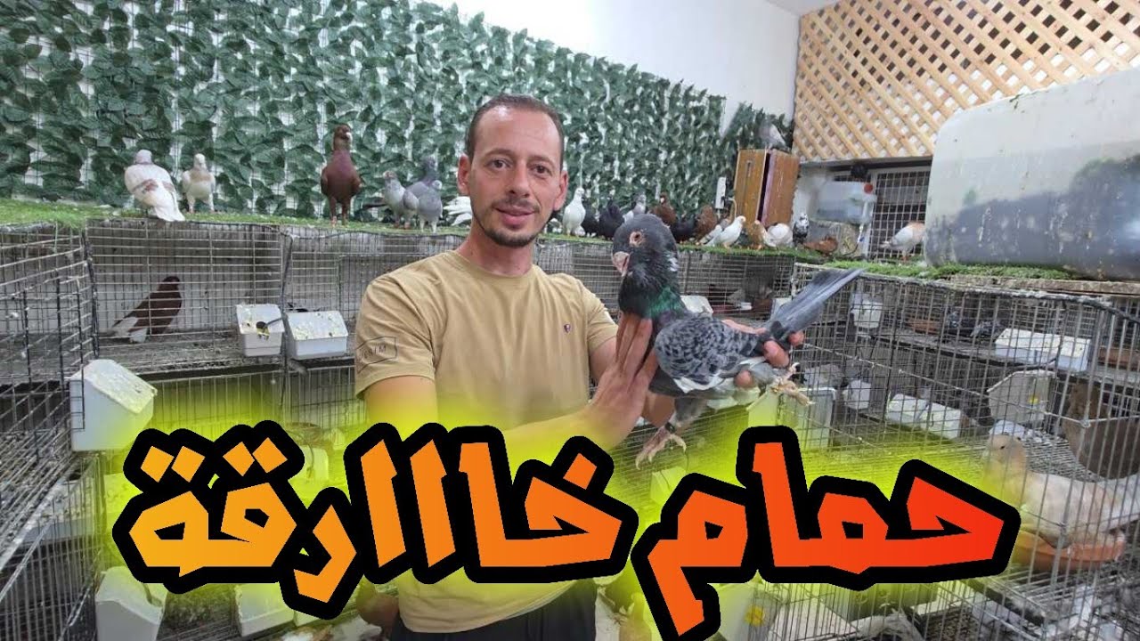 أجمل حمام ممكن تشوفها عينك في افخم قهوة حمام بسوق الزرقاء