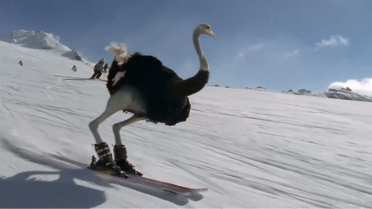 Nieuwjaarswensen 2026 Skieende Struisvogels Gelukkig Nieuwjaar Grappige filmpjes Kerstgroet 2026