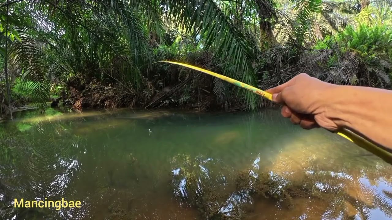 Ternyata ikannya Ngumpul disini Bro