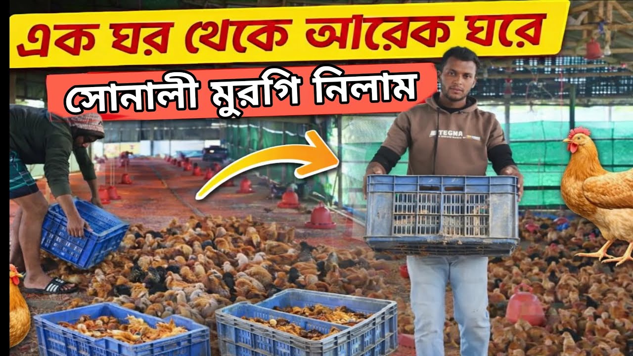 সোনালী মুরগি বয়স ২৮ দিন 🐓#আকাশশখেরখামার #ShokherKhamar #-krishighar6658#bismillahagro#কৃষিখামার