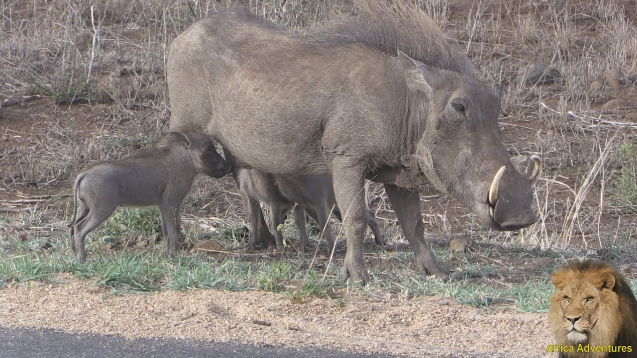 Very Cute. Nursing Triplet Baby Warthogs