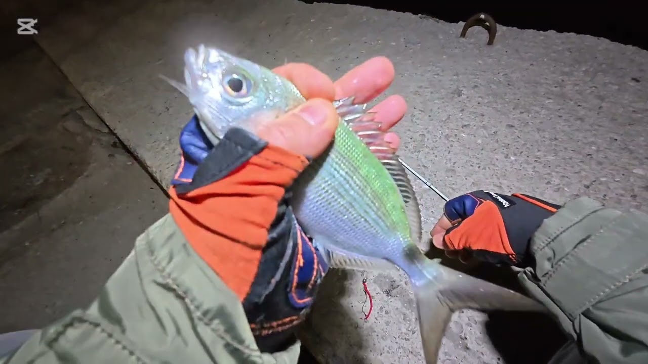 Melanur avında püf noktalar 💯#mersinbalıkavı #fishing #atçekbalıkavı #fish #balık 