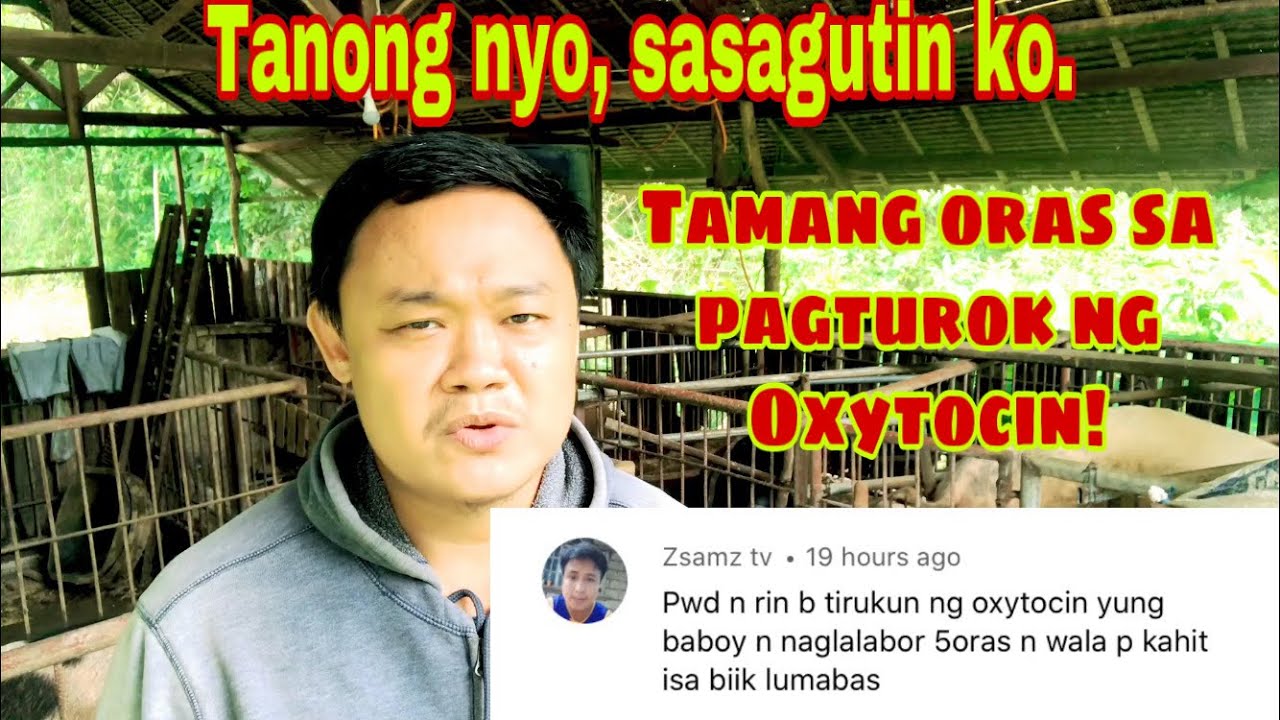Kailan dapat iturok ang oxytocin sa mga inahing baboy | Ryan Patenio