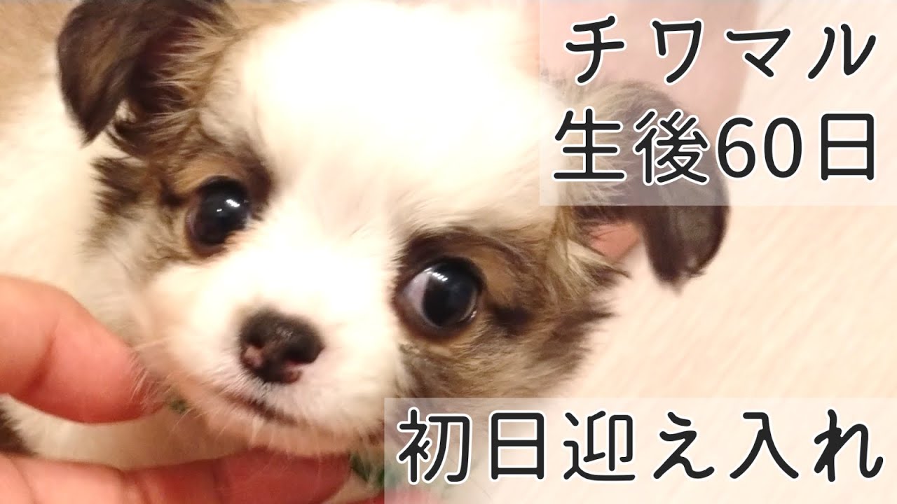 【お迎え初日】生後60日の子犬がおうちにやってきた‼