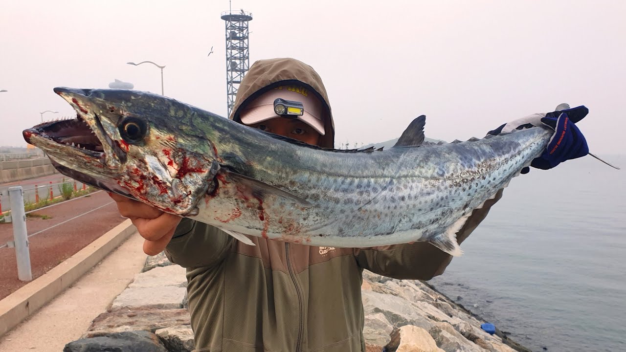 시화방조제 90 오버 대삼치를 잡다! (메탈지그보다 대삼치에 더 반응 좋은 루어 공개)