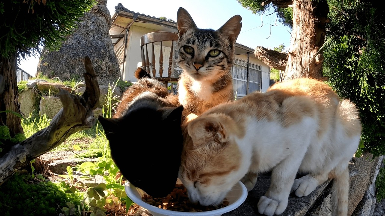 六島　ようやくお腹いっぱいになった底なしの胃袋を持つ猫たちが、満足げな表情を浮かべながらゆったりとくつろぐ