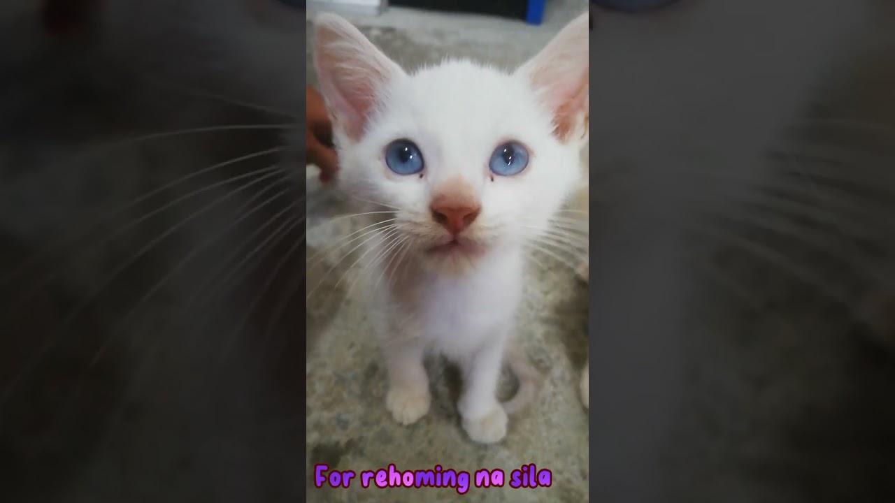 Ready to furever home # KittenAdoration #KittenEyes #KittenSquad #KittenSmiles #Kittens #KittenCare