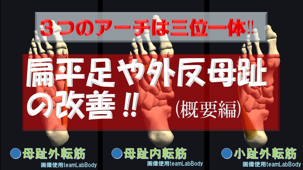 vol.63 扁平足や外反母趾の改善‼（概要編）３つのアーチが超重要‼