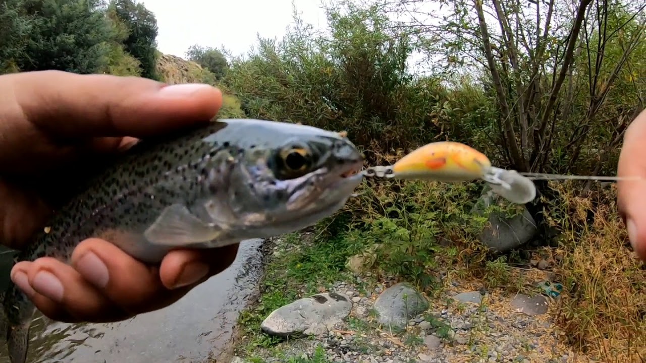Río claro truchas