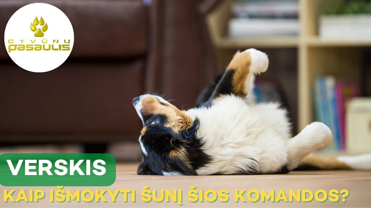 Kaip išmokyti šunį komandos - verskis?