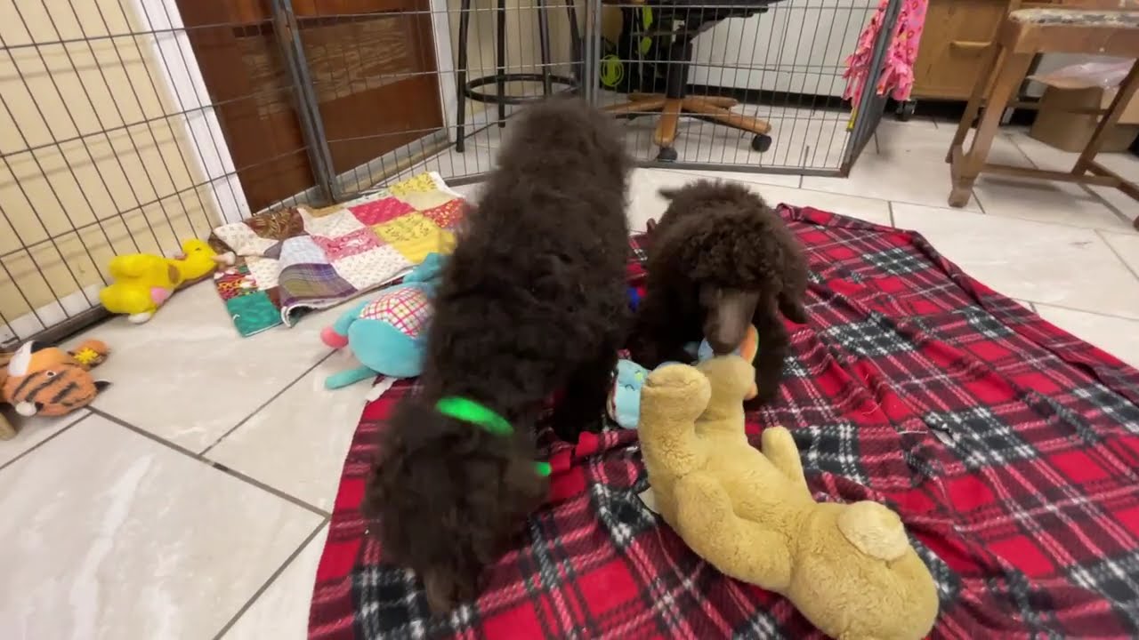 Brown Standard Poodle Puppies for Sale in Michigan