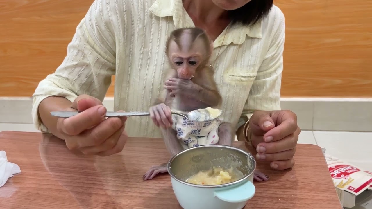 Mom feed packaged porridge for JOBI baby monkey to be delicious