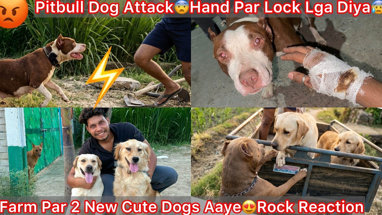 Pitbull Dog N Apna Owner Par Kiya Attack😨Mera Pass Chodne Aaye🐶2New Cute Dogs Ki Entry Hui Farm Par😍