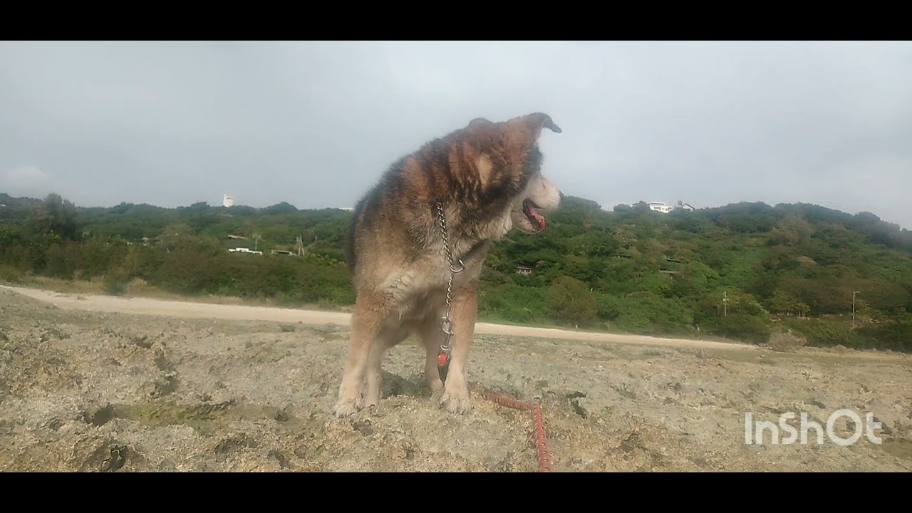 旧暦一月六日、中潮、干潮、日没まで二時間。日曜日だからか、干瀬のはるか先から、団体客の嬌声が、風に運ばれてくる。ドラ嬢は、今日も、多分(笑)ご機嫌。