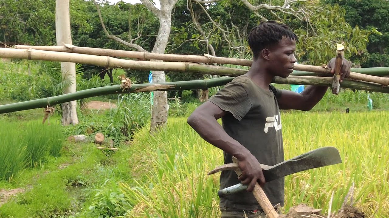 Chuẩn bị gặt lúa nếp và thu hoạch xà lách || Tony Phon cuộc sống Châu Phi