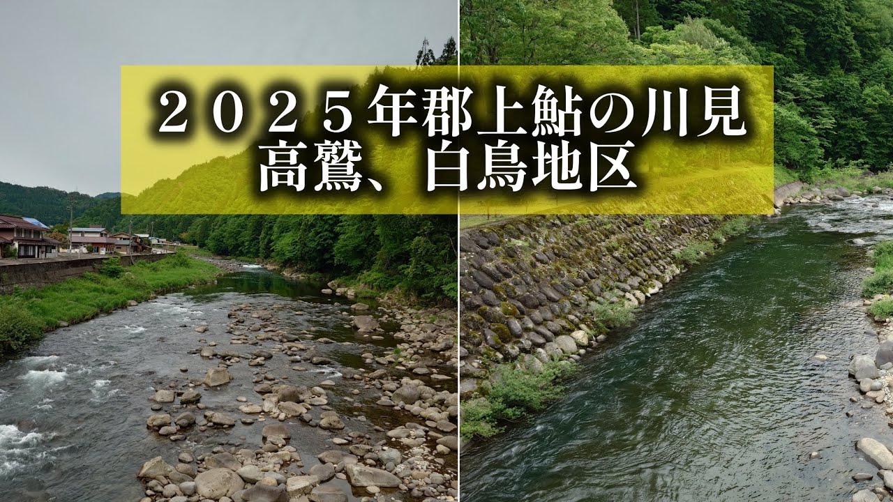 ２０２５年郡上鮎の川見　高鷲、白鳥地区