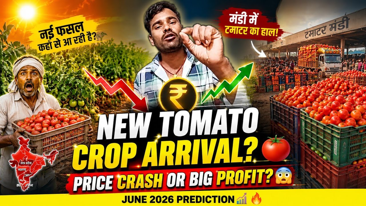 Tomato Price Prediction June2026 in India | Where Is New Tomato Crop Arriving Now?Heatwave Alert 🇮🇳
