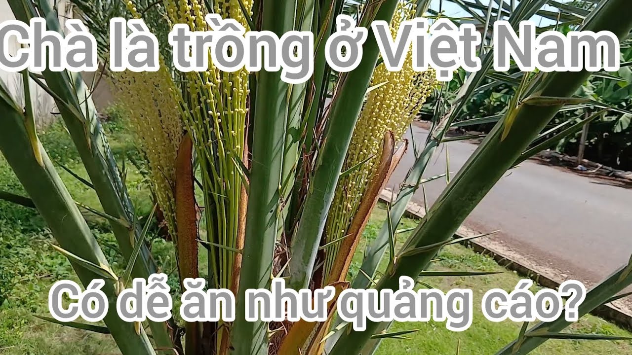Cây Chà là ( trồng ở Việt Nam có dễ như quảng cáo không?)##chala #datesfalm