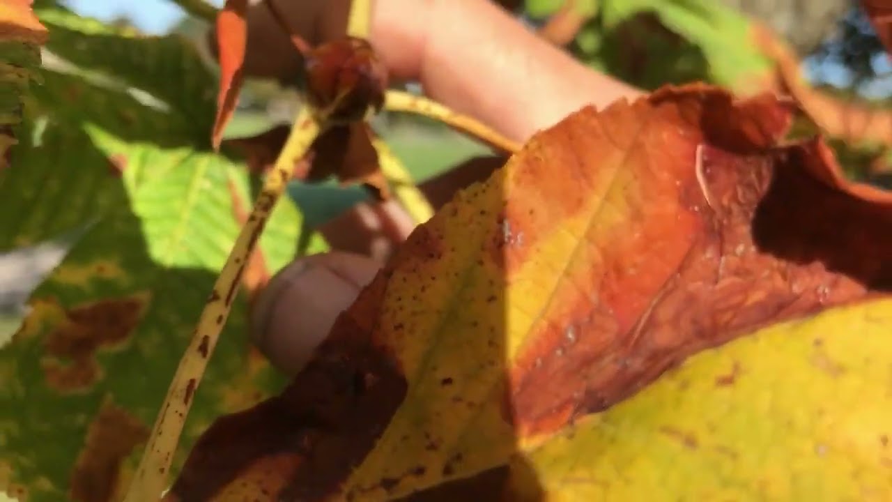 Hunting for Trees No 72 Horse chestnut
