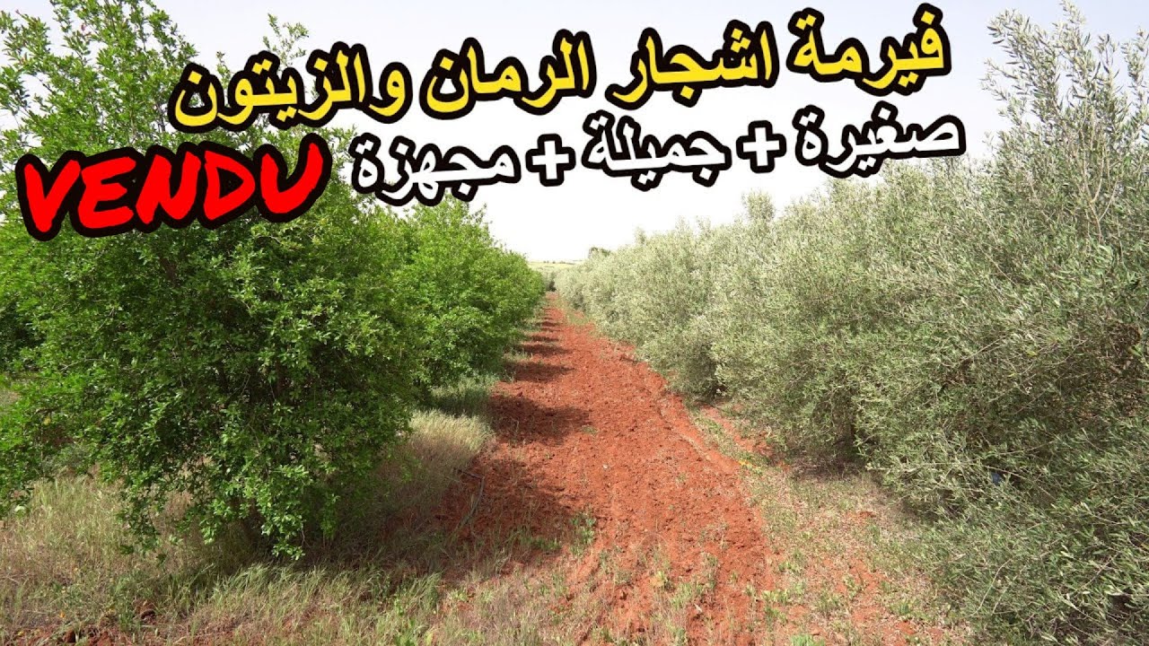 ✨ فيرمة جميلة مليئة باشجار الرمان والزيتون والعديد من الفواكه على الطريق المعبدة ✨ تيفلت