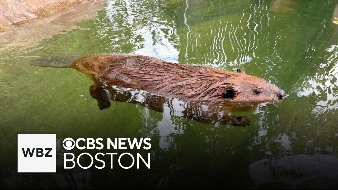 Nibi the beaver meets Gov. Healey after she's allowed to stay with rescue as educational animal