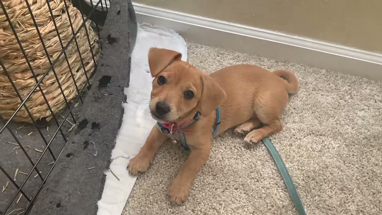 Introducing Chiweenie to bunnies while they free roam! (Puppy tries to bite them)