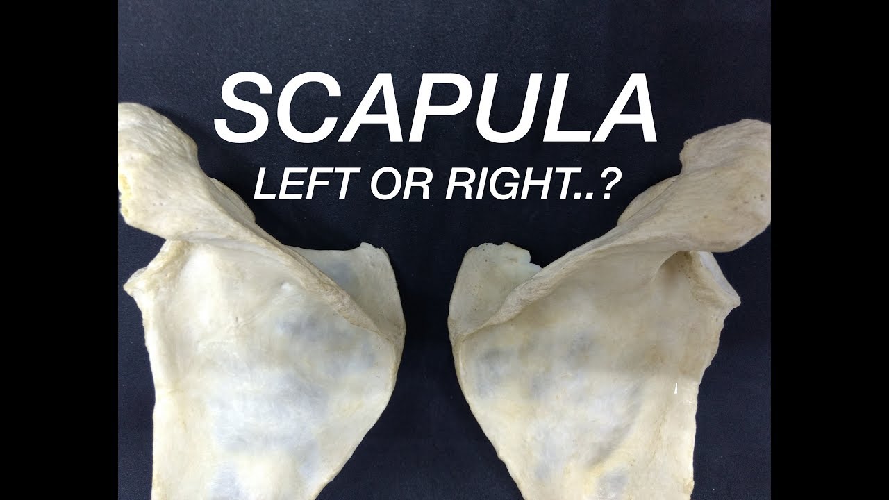 SCAPULA - SIDE DETERMINATION & ANATOMICAL POSITION