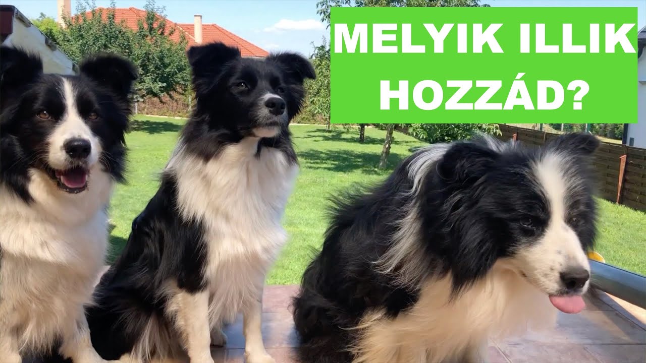 Kutyafajták: BORDER COLLIE