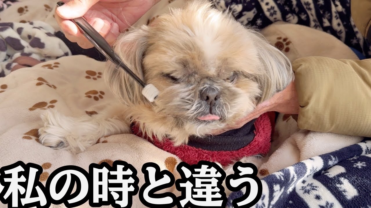 シニア犬あるある7選｜80代の父が愛犬に歯磨きした結果…