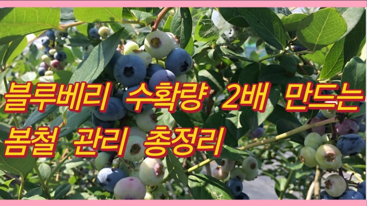 블루베리 수확량 2배 만드는 봄철 관리 총정리(농사의신)