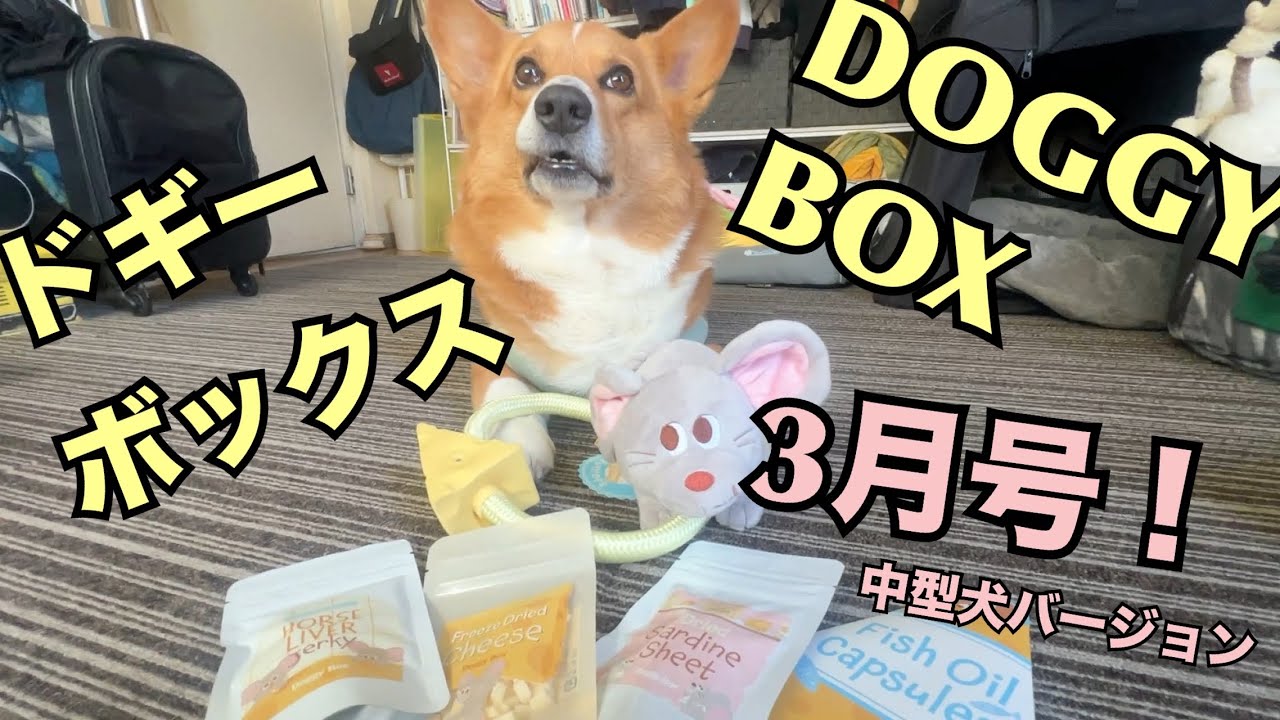 ドギーボックス3月号！めちゃくちゃ可愛くてめちゃくちゃ美味しかったです！