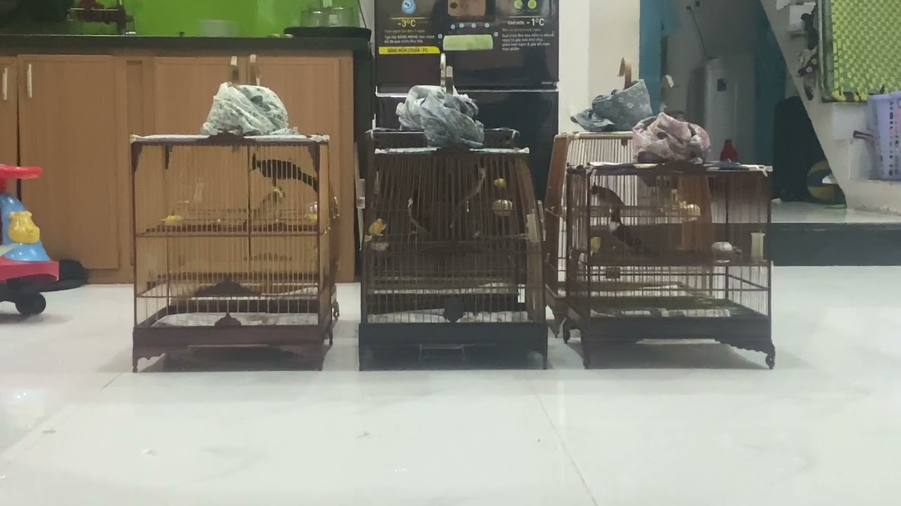 06012026 Dợt tại nhà ngày mưa - Chào Mào Hoàng Anh SVC