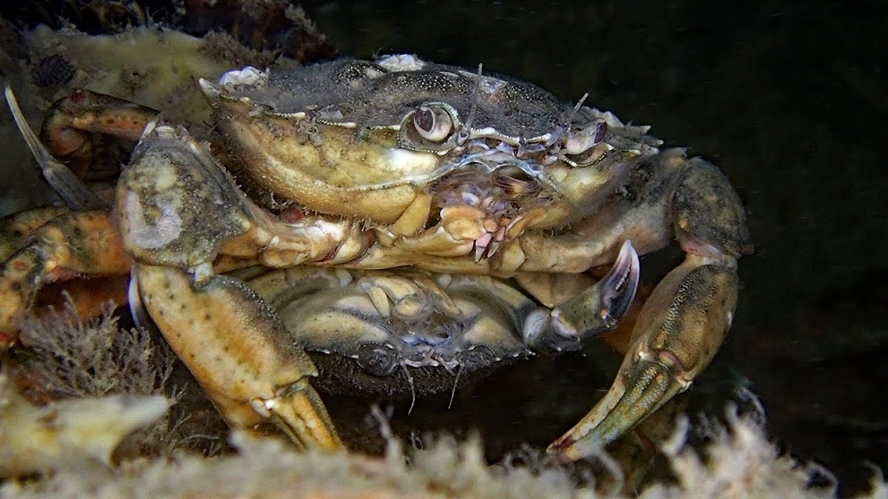 Compilatie duiken Oosterschelde 2019 deel 1: de kreeftachtigen