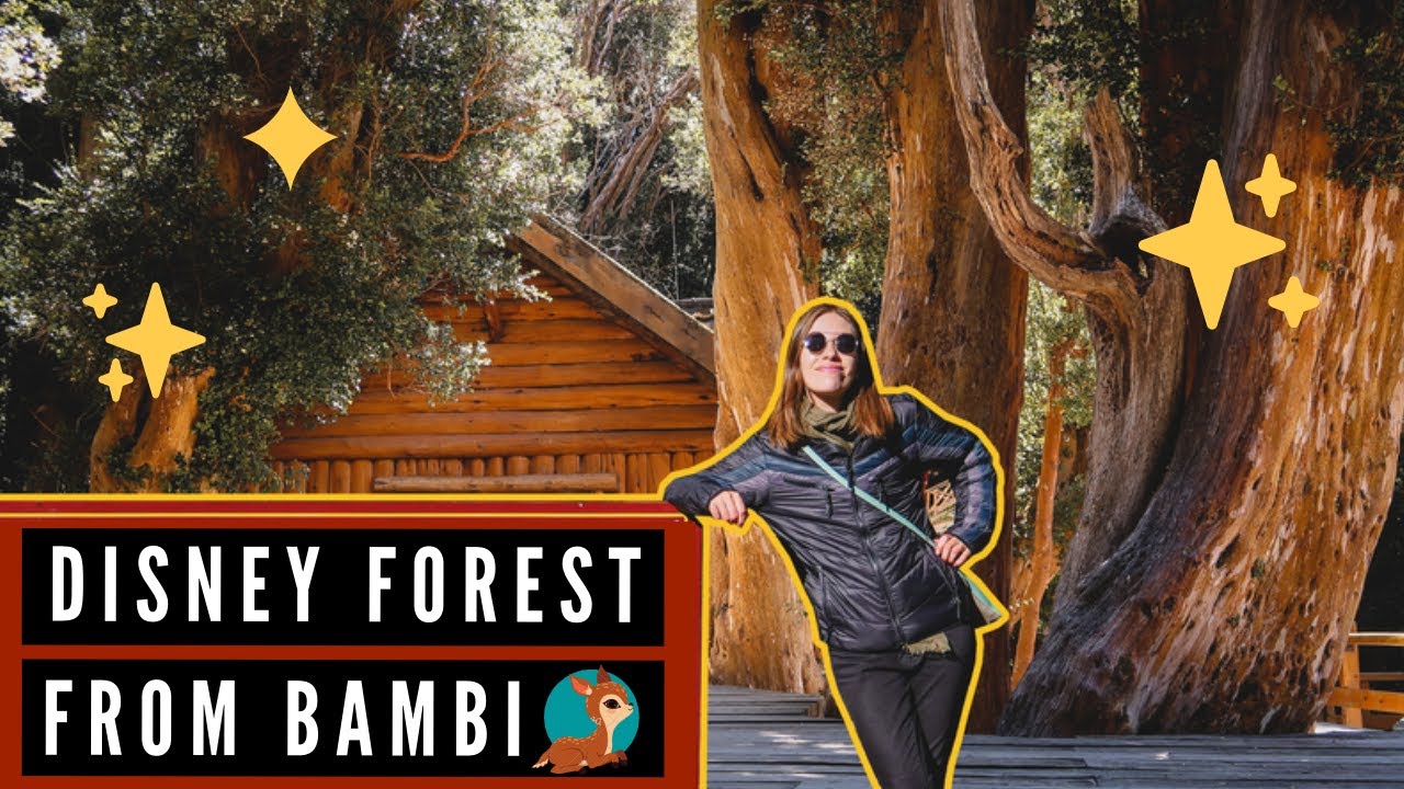 Bosque Los Arrayanes Day Trip 🌳 Boat Ride, Ancient Trees & Epic Hike in Villa La Angostura Patagonia