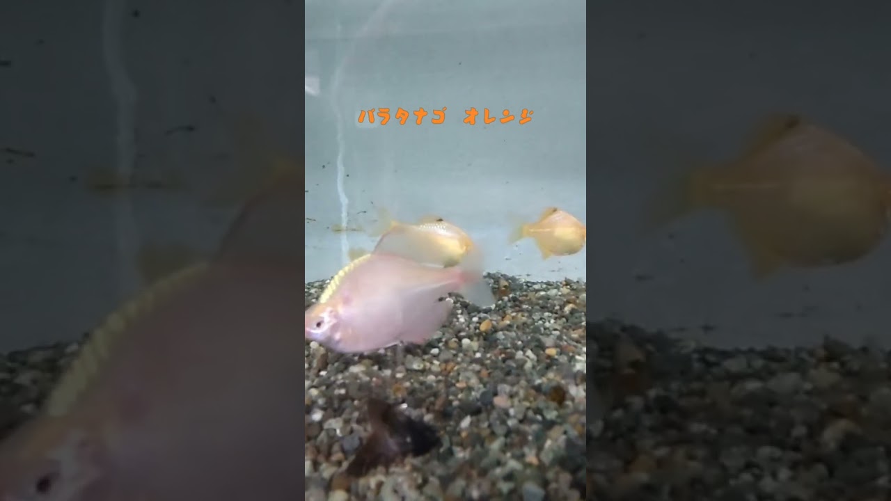 釣り堀都  釣り堀の中をご覧下さい✨