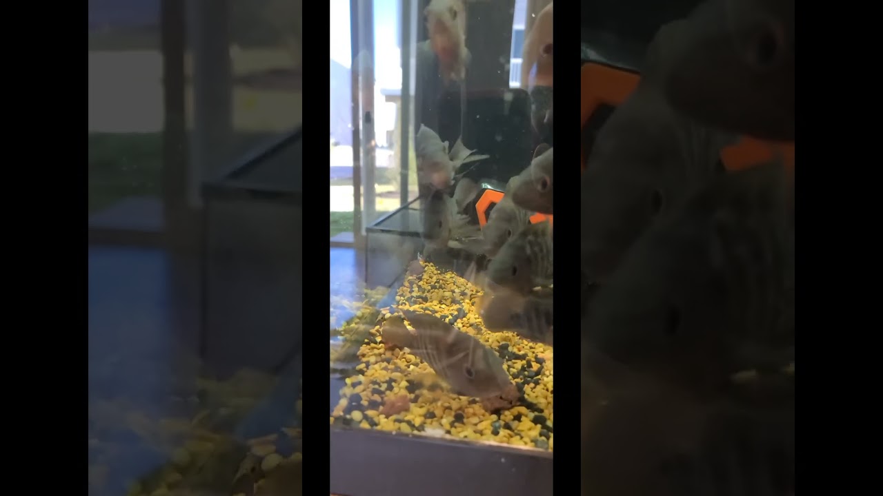 90 gallon sprung a leak, but turned it into something positive. Bonus footage at the end 